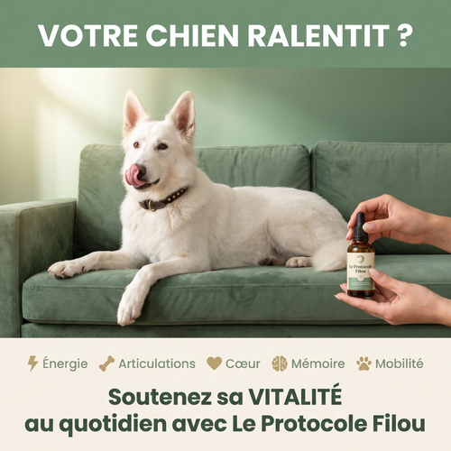 Le Protocole Filou - Soutien complet pour ton chien