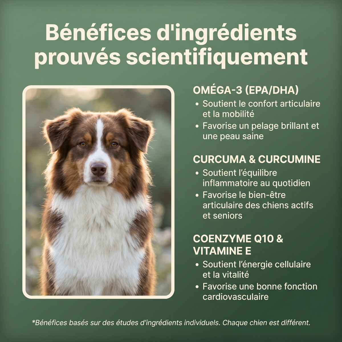 Le Protocole Filou - Soutien complet pour ton chien