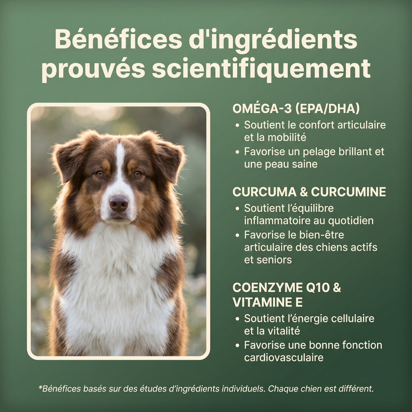 Le Protocole Filou - Soutien complet pour ton chien
