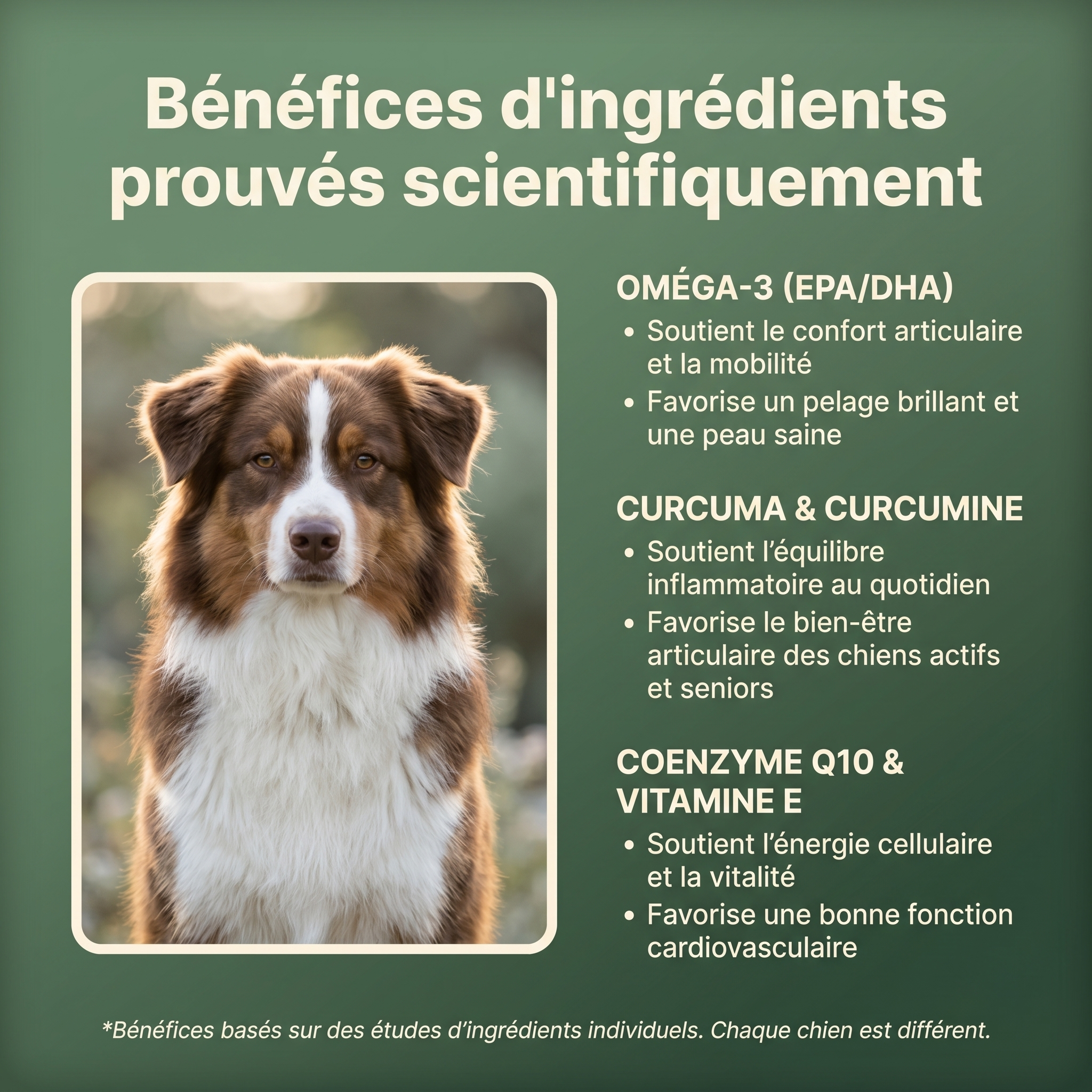 Le Protocole Filou - Soutien complet pour ton chien